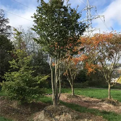 im Container Höhe 300-350cm - Eisenbaum Schirmform - Parrotia persica, Schirmform