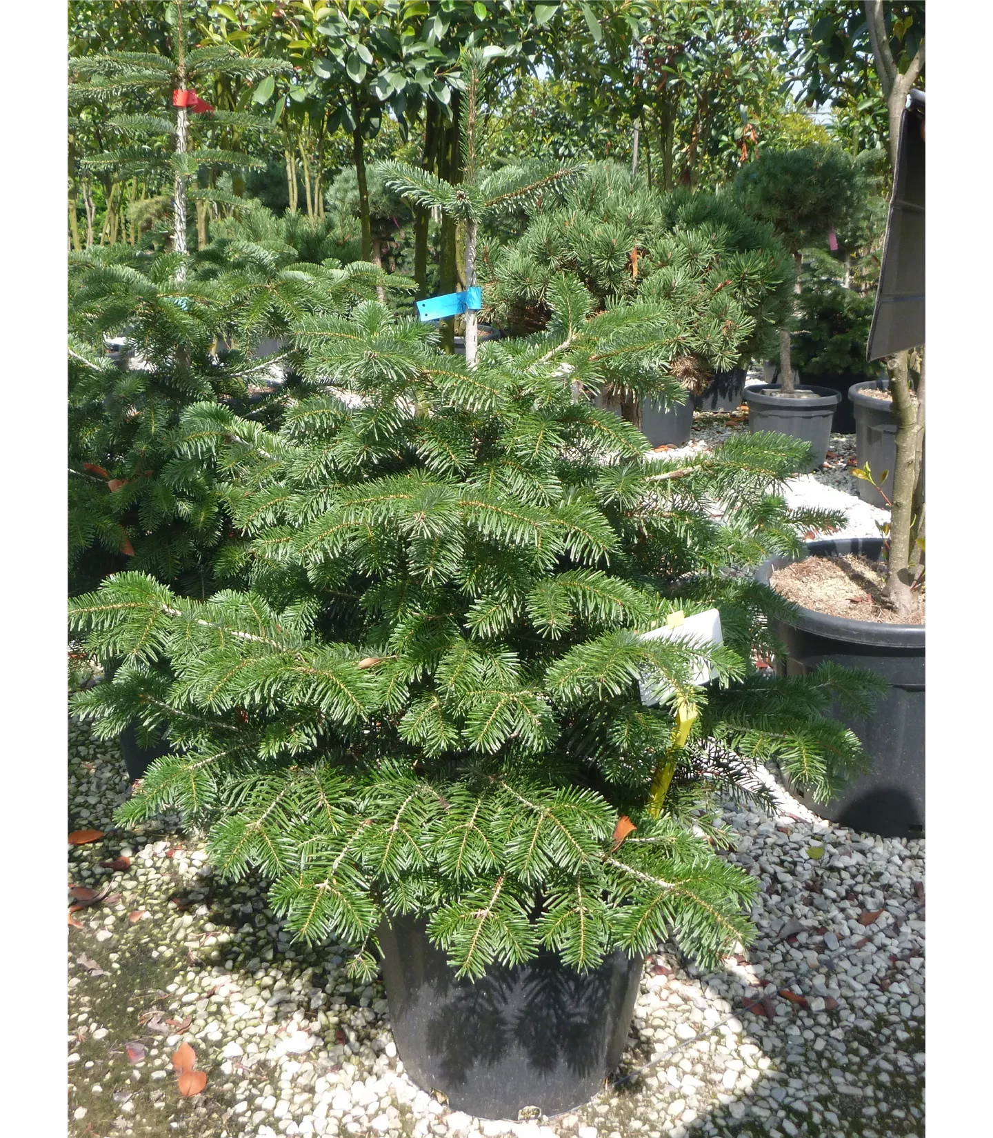 Abies nordmanniana als Weihnachtsbaum