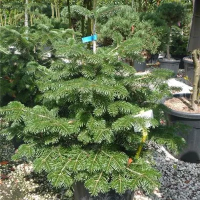 im Container Höhe 80-100cm - Nordmannstanne - Abies nordmanniana als Weihnachtsbaum