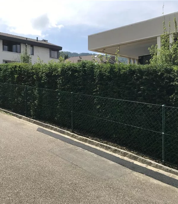 Taxus baccata Heckenelemente 8040