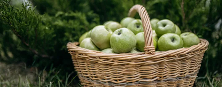 Obst Herbst Obstkorb.jpg