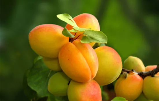 Prunus (Säulenaprikose) 'Campanilo'
