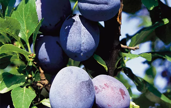 Prunus (Säulenzwetschge) 'Cacas'