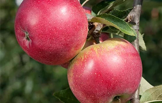 Malus (Säulenapfel) 'Redspring'