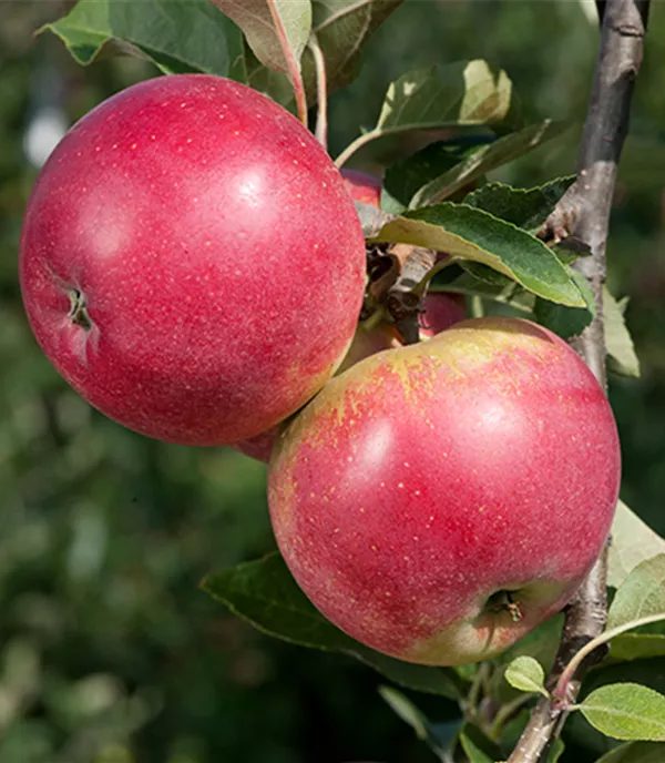 Malus (Säulenapfel) 'Redspring'
