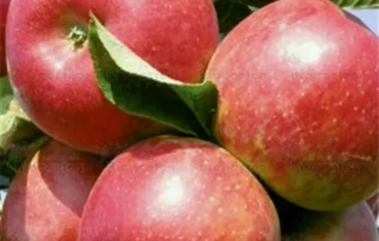 Malus (Säulenapfel) 'Rondo'