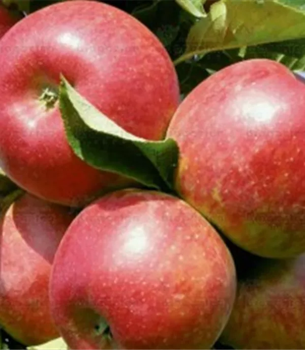 Malus (Säulenapfel) 'Rondo'
