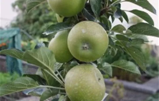 Malus (Säulenapfel) 'Lambada' 4181/1 gelb