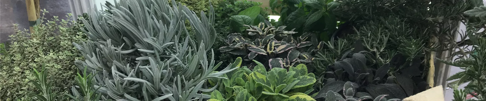 Boutique de plantes Boutique de plantes