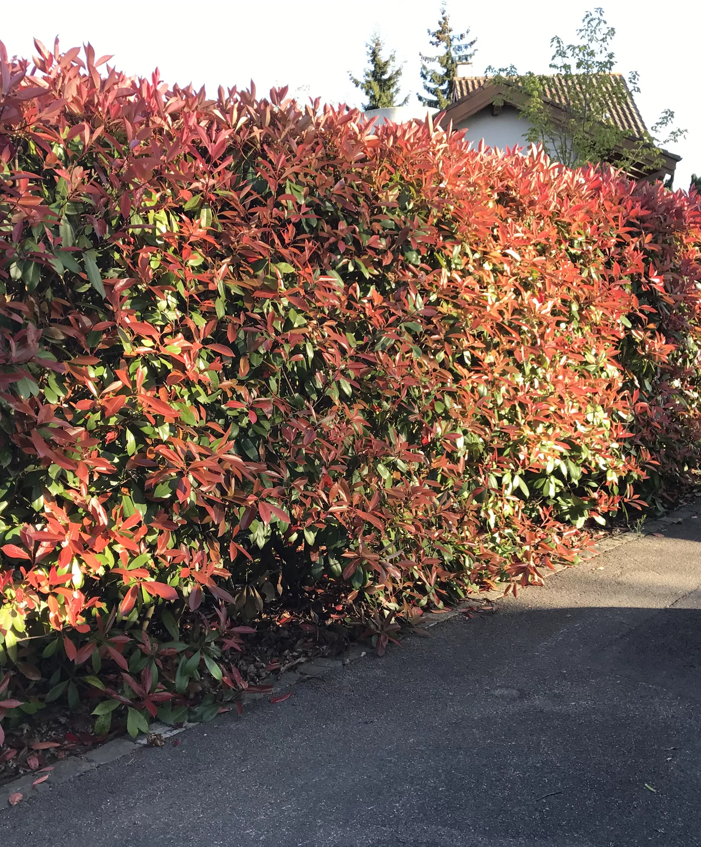 Heckenpflanzen Heckenpflanzen