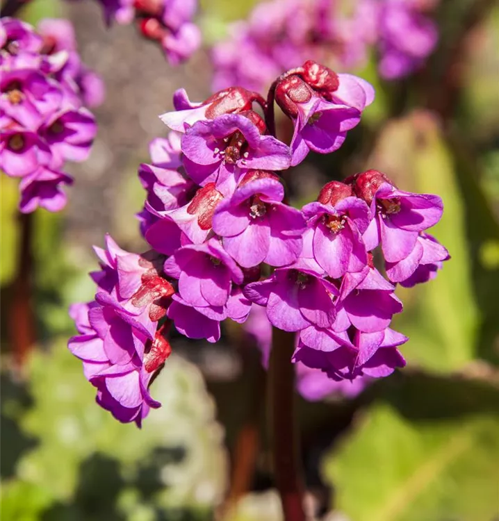 Bergenie - Bergenia 'Rotblum'