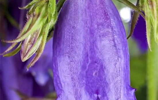 Campanula latifolia var. macrantha
