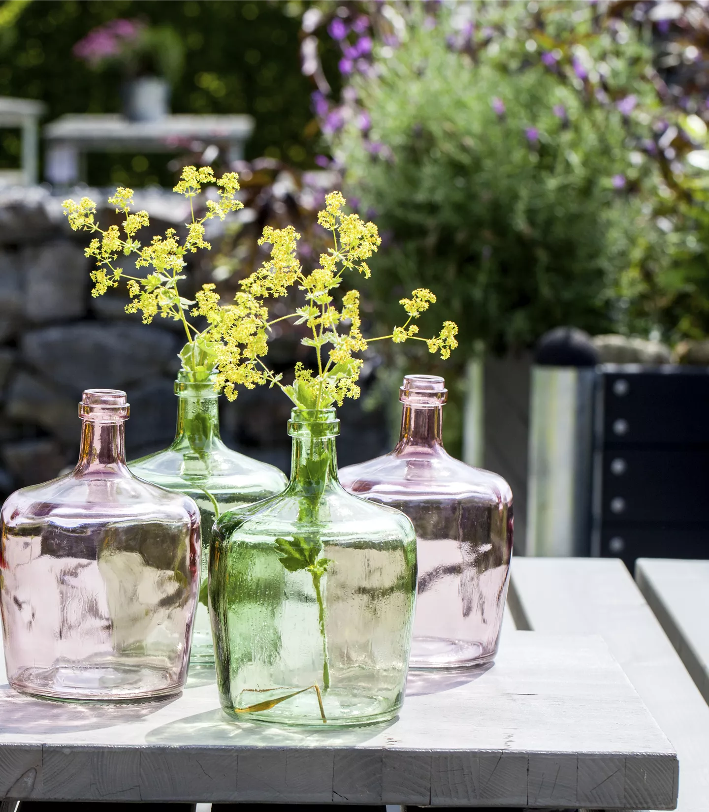 Alchemilla vulgaris