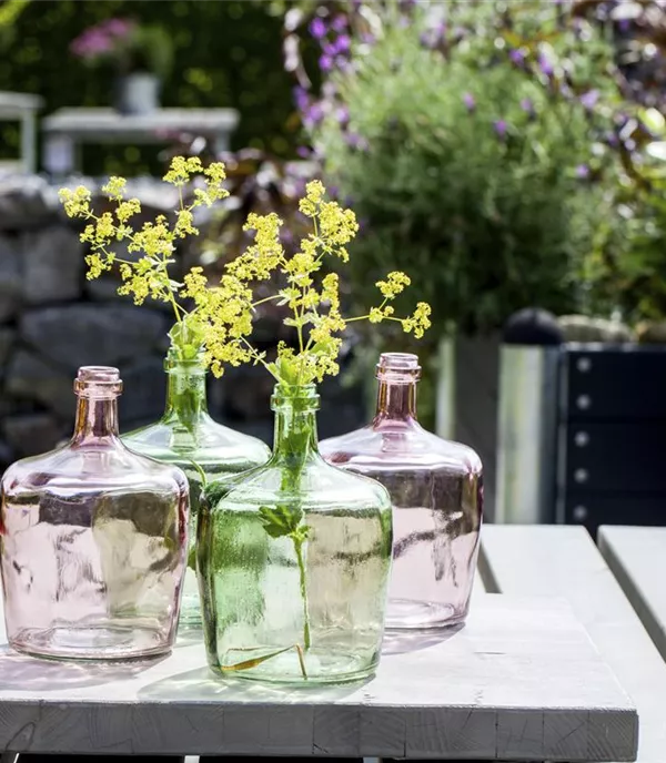 Alchemilla vulgaris