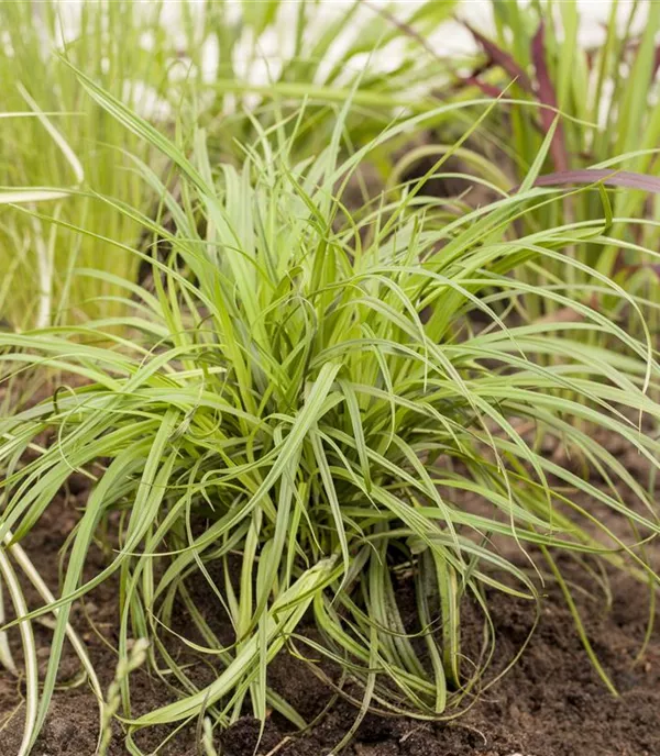 Carex umbrosa