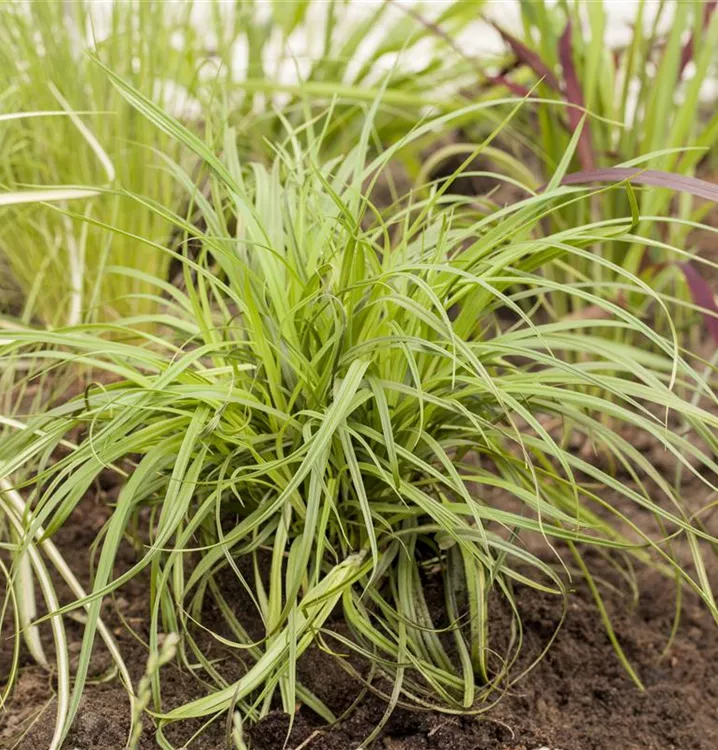 Carex umbrosa