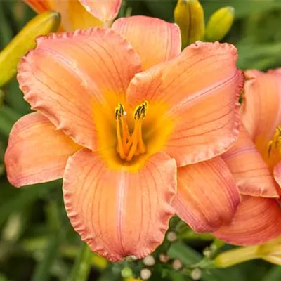 Topfgrösse 1 Liter - Taglilie - Hemerocallis 'Every Day Lily Bronce'