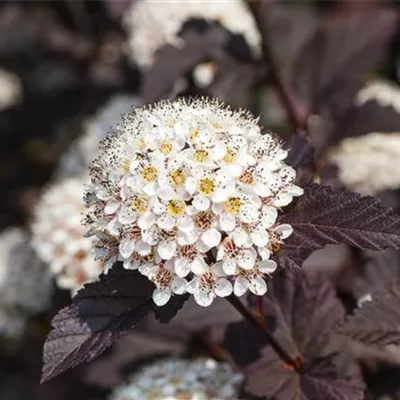 Container 60 - 70 - Blasenspiere - Physocarpus opulifolius 'Summer Wine'
