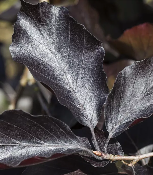 Fagus sylvatica 'Swat Magret'