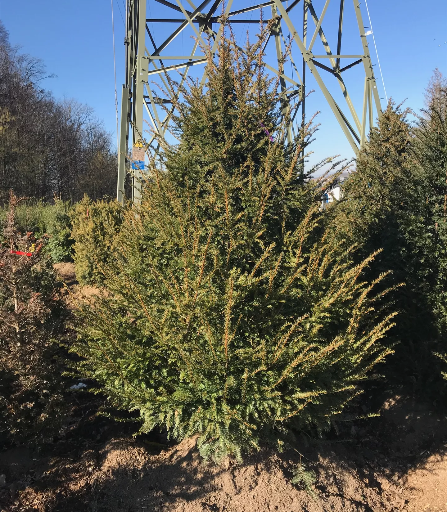 Taxus baccata Solitär Taxus baccata Solitär