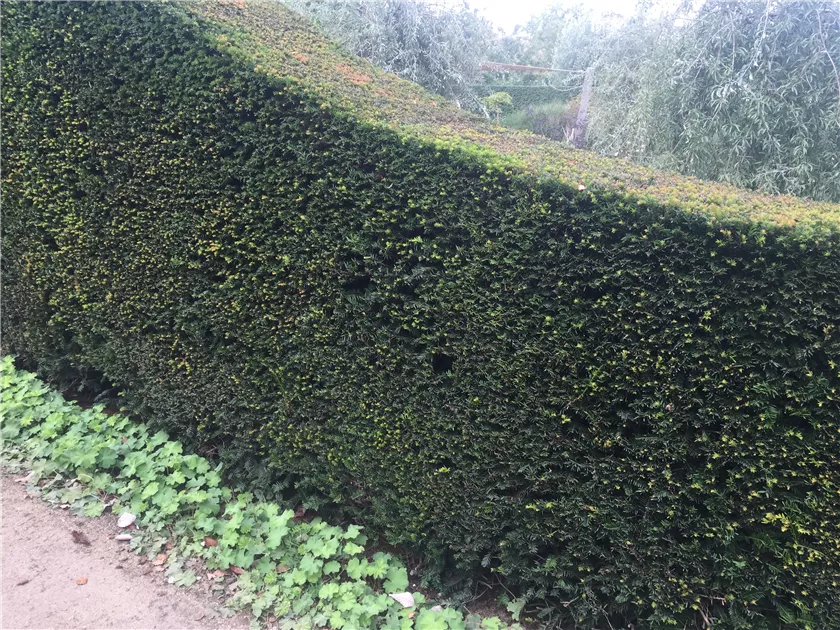 Taxus baccata Heckenpflanze, Heimische Eiben-Hecke kaufen