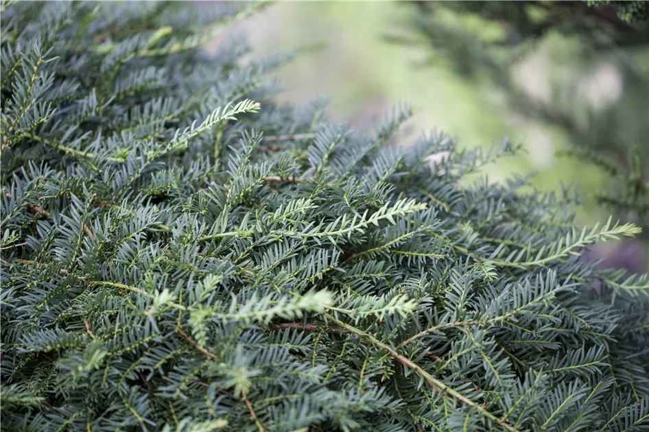 Taxus baccata 'Dovastoniana', Eibe