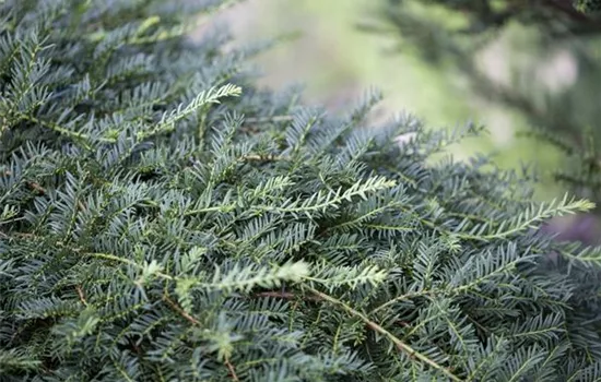 Taxus baccata 'Dovastoniana'