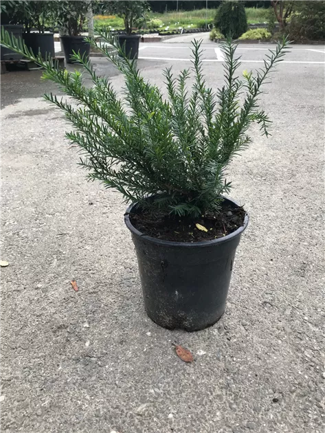 gummibaum natur Gummibaum Belize 30 cm kaufen  Pflanzen online kaufen