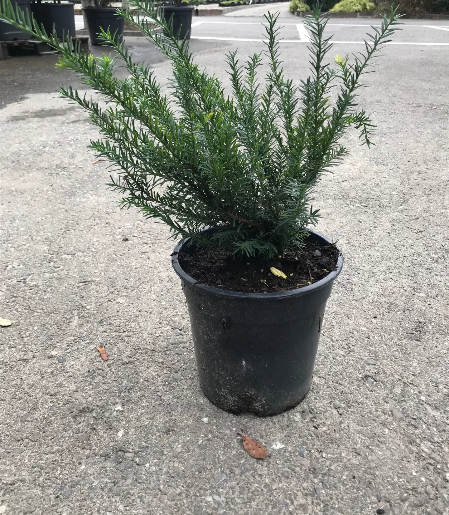 Taxus baccata 'Renkes kleiner Grüner'