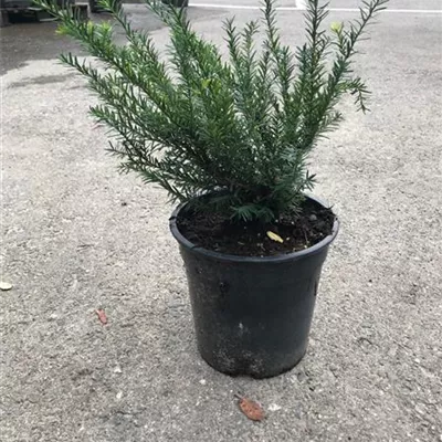 Topfgrösse 2 Liter - Eibe Renkes kleiner Grüner - Taxus baccata 'Renkes kleiner Grüner'