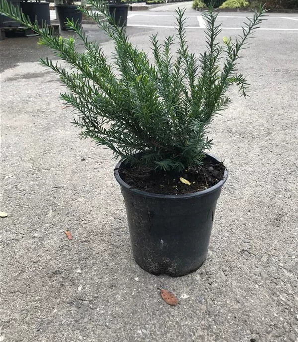 Taxus baccata 'Renkes kleiner Grüner'