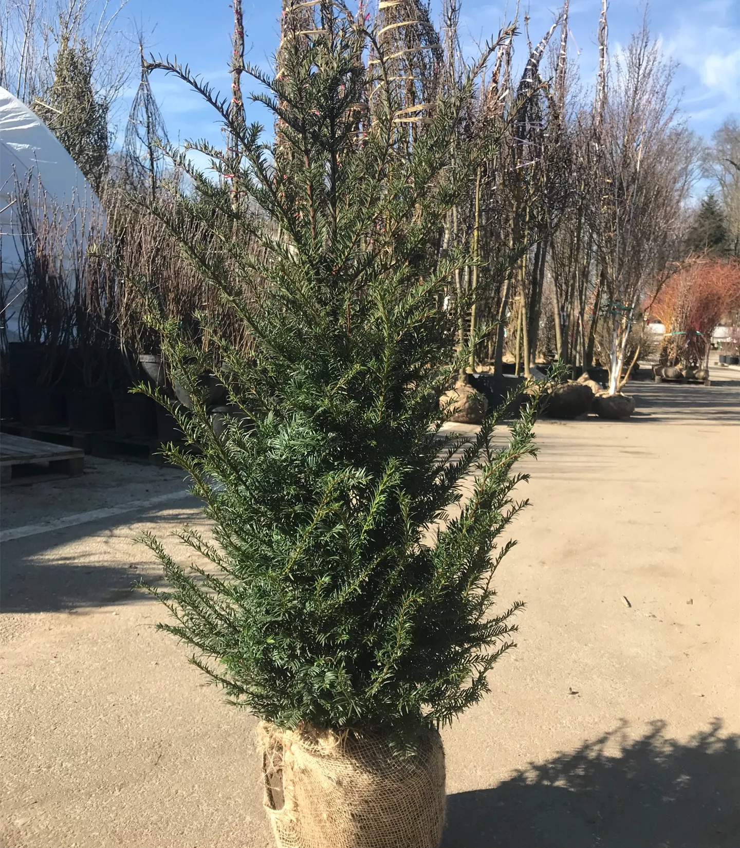 Taxus baccata Heckenpflanze