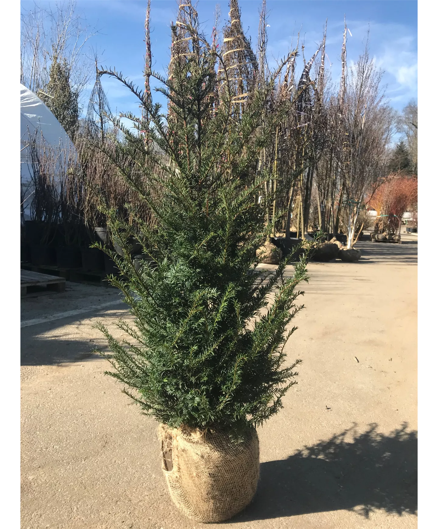 Heimische Eibe - Heckenpflanze