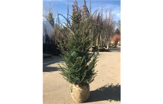 Taxus baccata Heckenpflanze