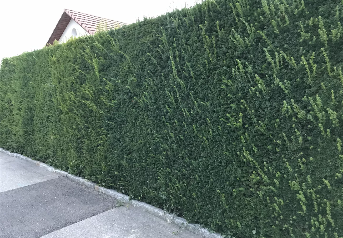 Acheter des plantes de haies et les utiliser comme protection visuelle