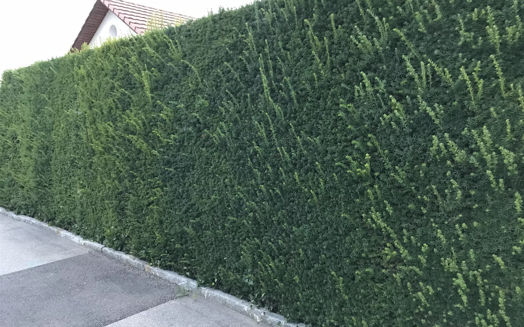 Taxus baccata Hecke (3).JPG