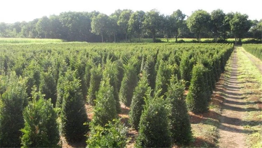 Taxus baccata Heckenpflanze, Heimische Eiben-Hecke kaufen