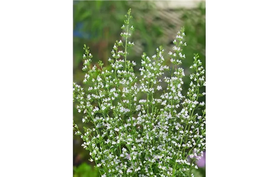Calamintha nepeta ssp. nepeta