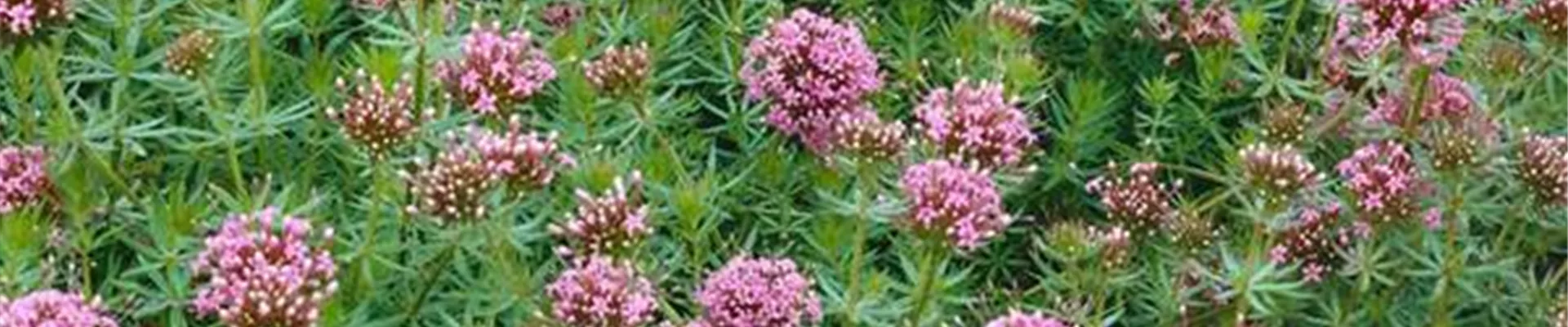 Bodendecker online kaufen | Bauer Baumschulen AG