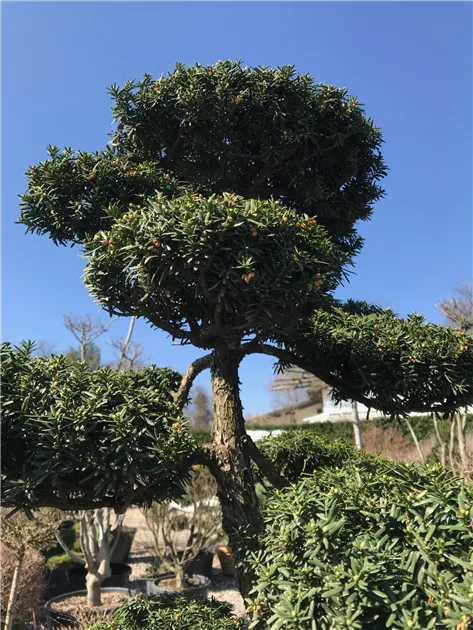 geigenfeige wurzeln Ficus lyrata verzweigt (Geigenfeige) kaufen main image 1