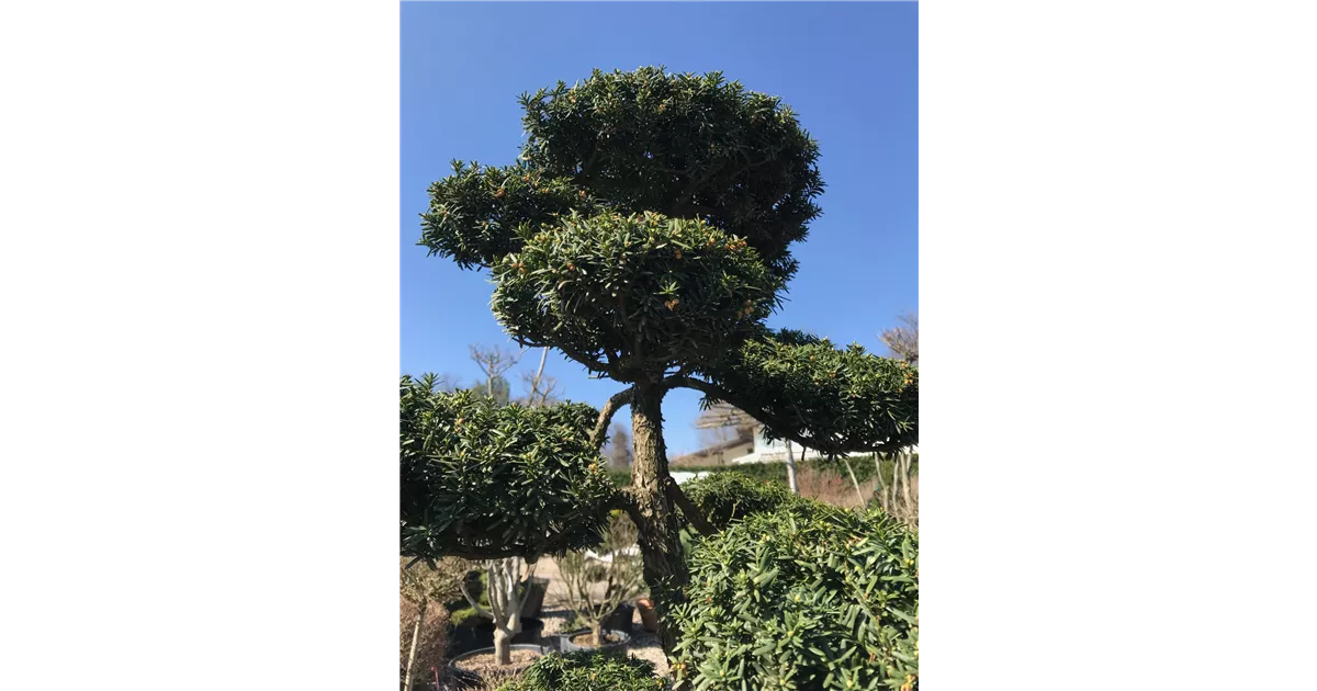 Gartenbonsai online kaufen | Bauer Baumschulen AG