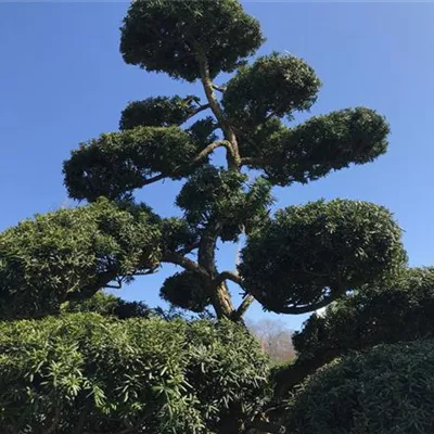 Bonsai - Bonsai-Eibe - Taxus baccata, Bonsai