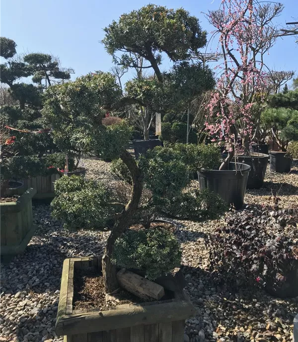 Taxus x media 'Hicksii', Bonsai