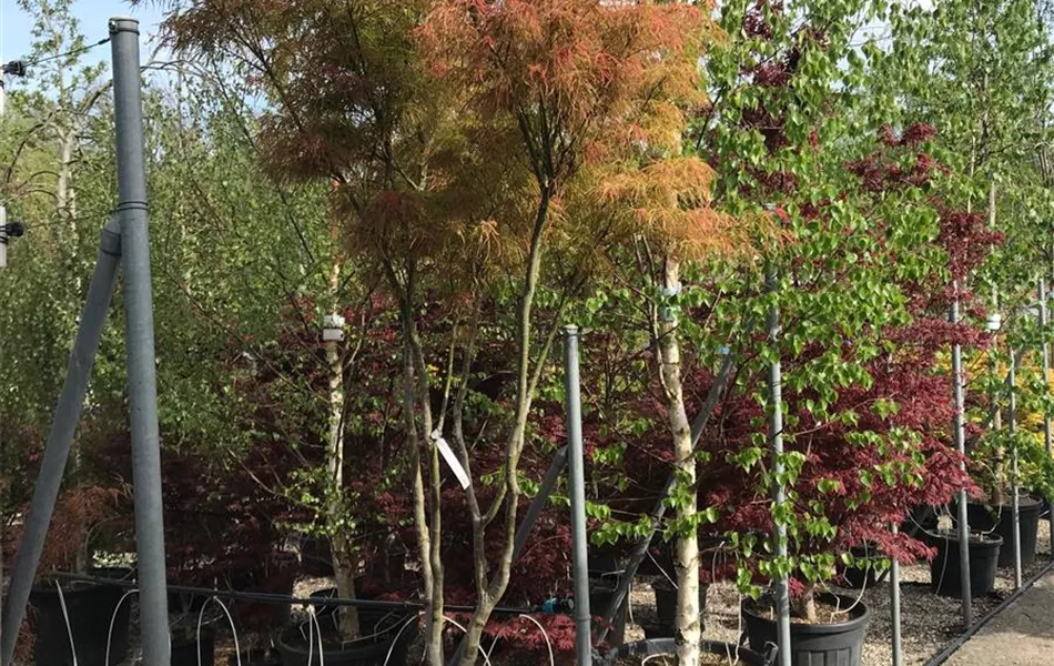 Acer palmatum 'Scolopendrifolium' Acer palmatum 'Scolopendrifolium'