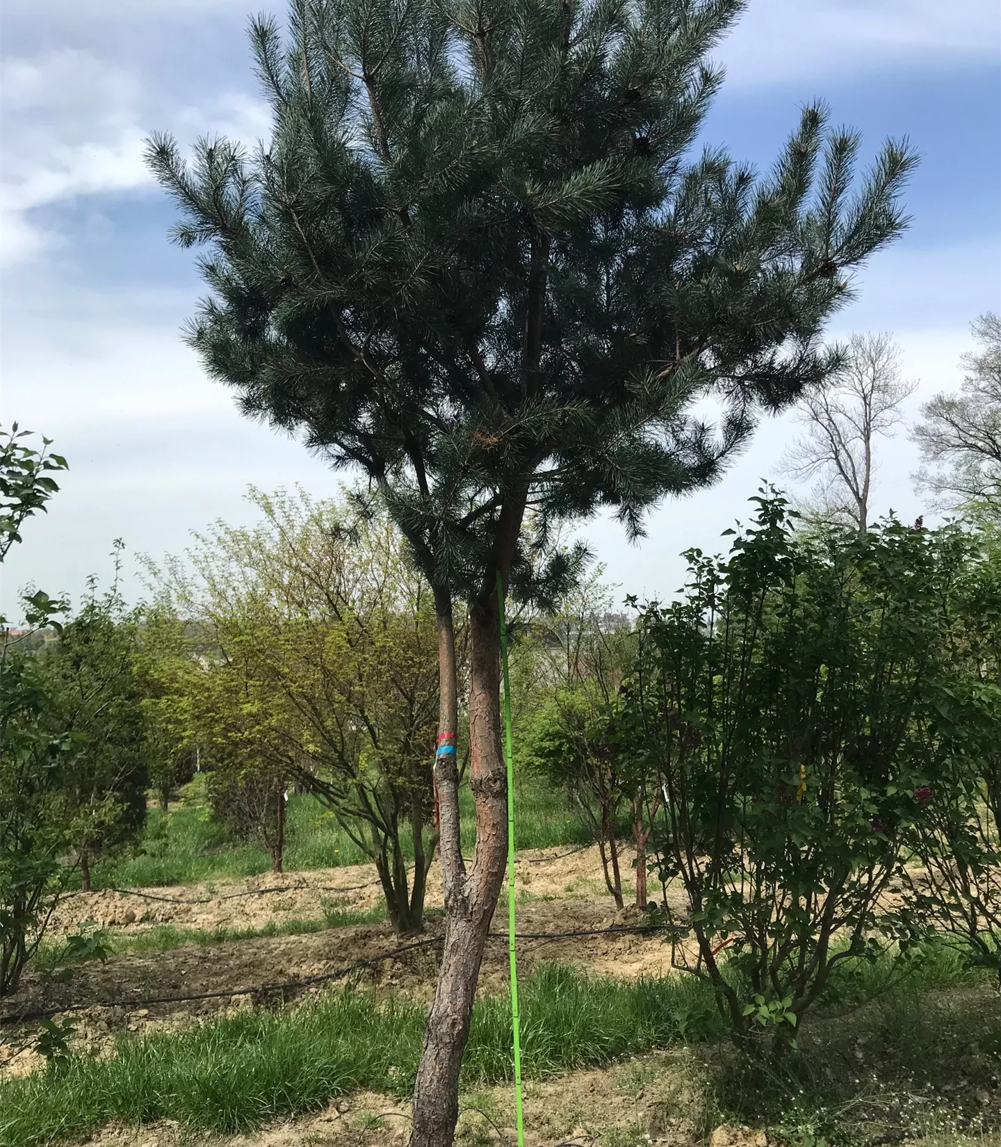 Pinus sylvestris