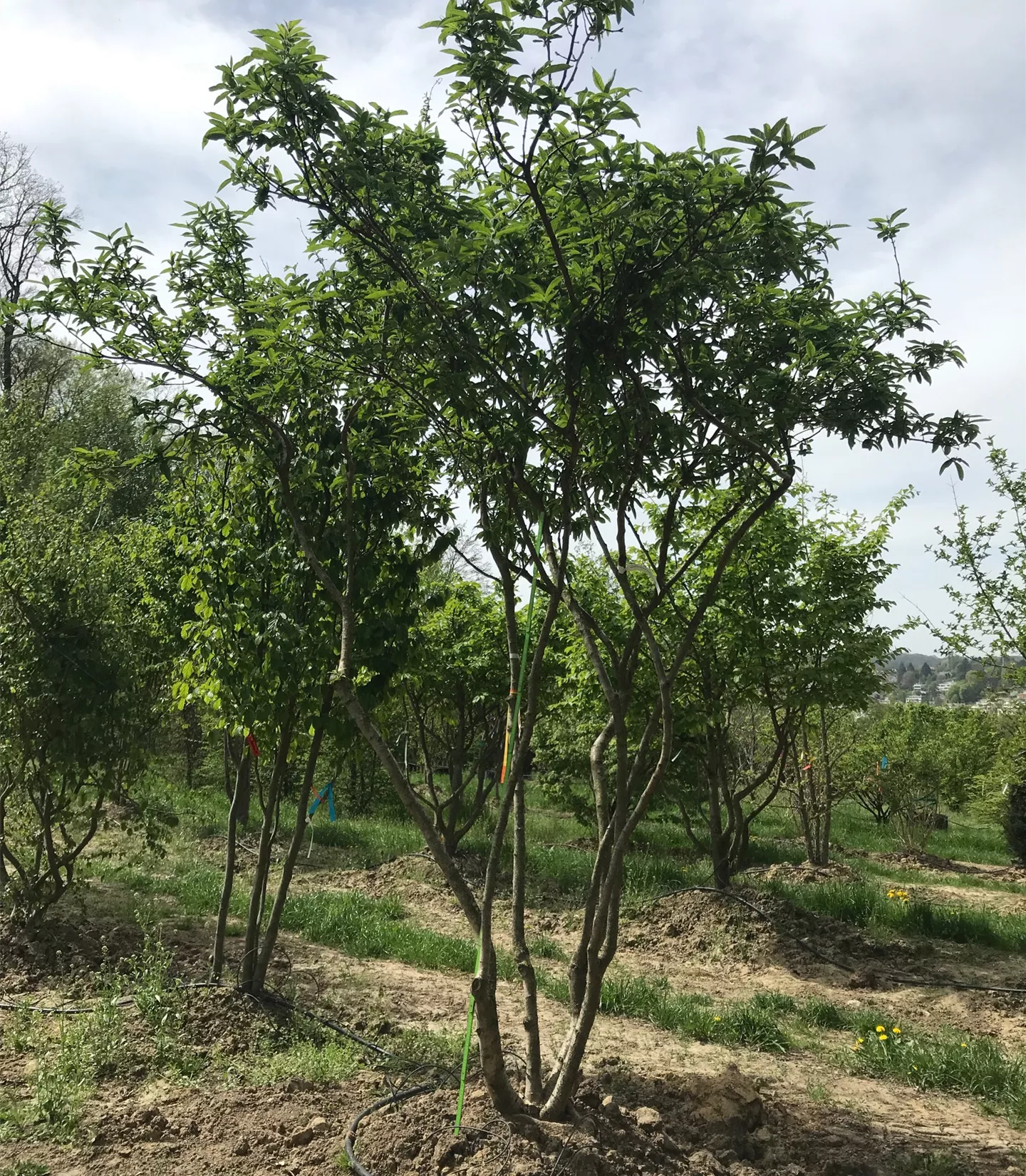 Mespilus germanica, Schirmform