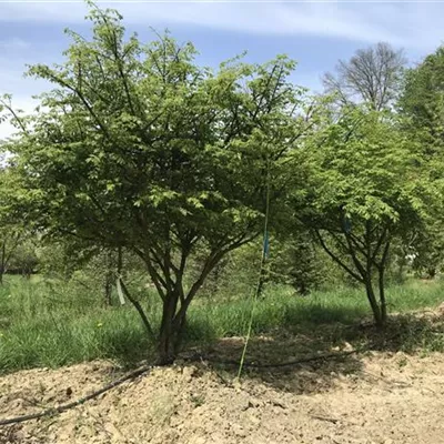 mit Ballen Höhe 200-250cm - Korkflügelstrauch Schirmform - Euonymus alatus, Schirmform