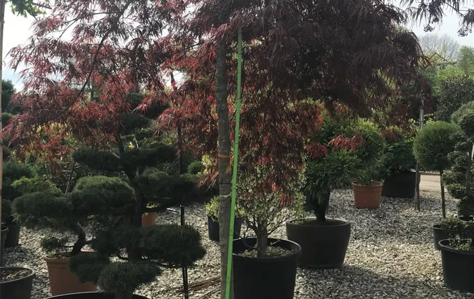 Acer palmatum 'Inaba-shidare', Stamm Acer palmatum 'Inaba-shidare', Stamm