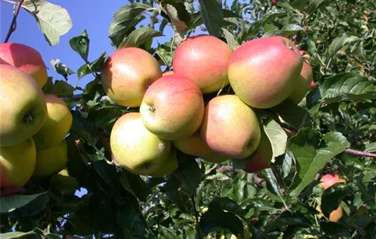 Malus (Apfel) 'Pinova'