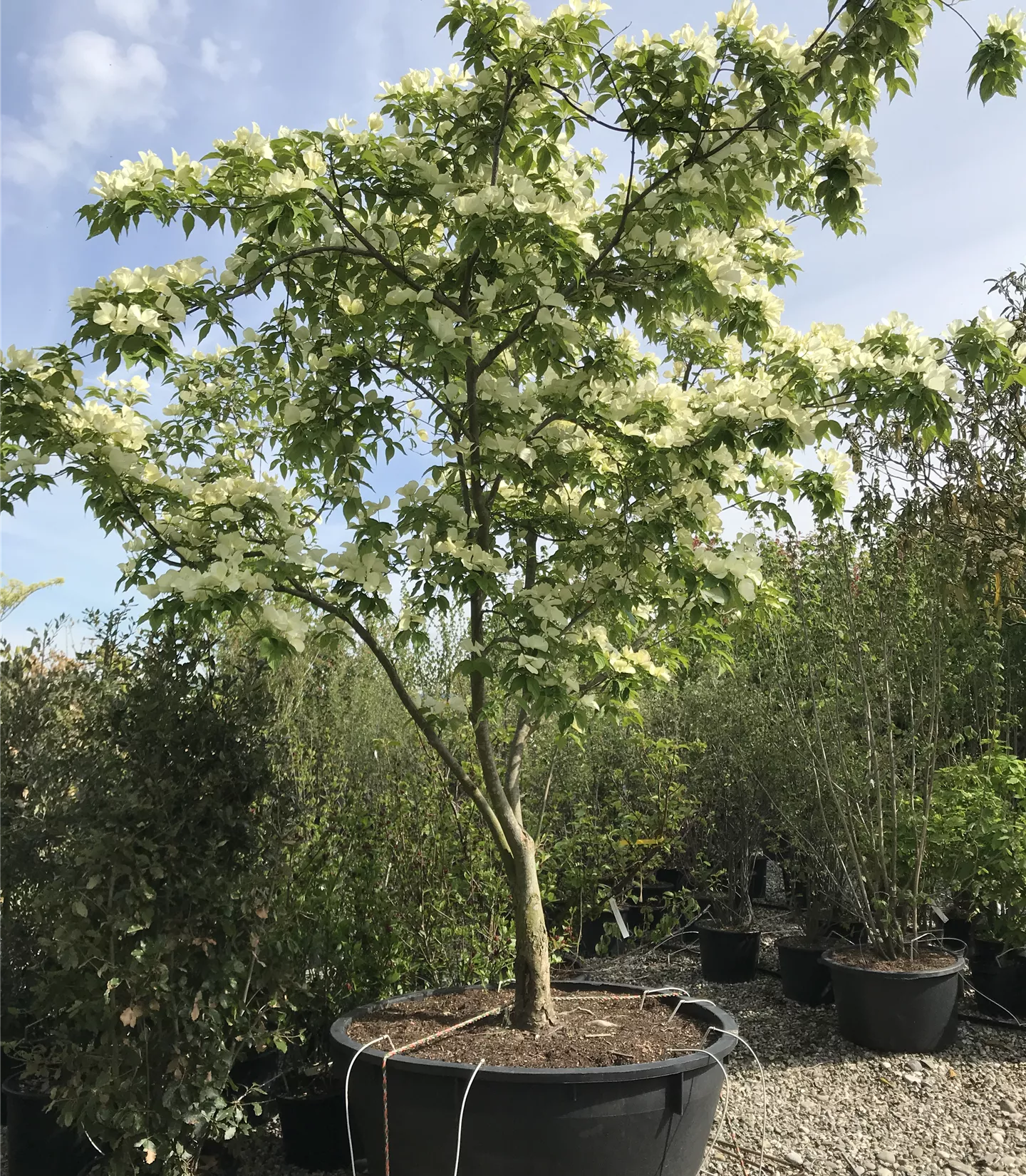Cornus 'Ruth Ellen'